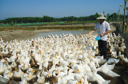 Thủy sản, gia cầm phía Nam rớt giá thảm, người chăn nuôi 'nhắm mắt' xả hàng - 2