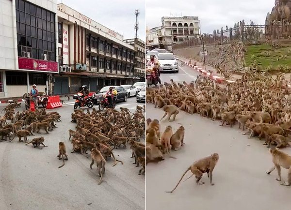 Hàng nghìn con khỉ 'lập băng đảng' cướp phá nhà dân ở Thái Lan - 1