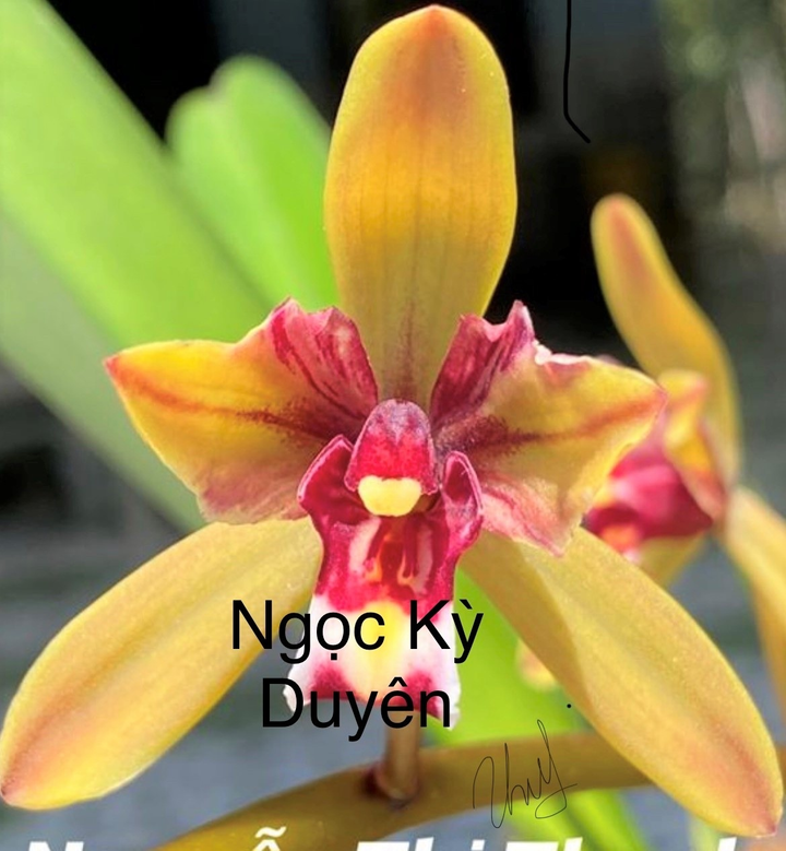 Bắt nguồn từ đam mê, người phụ nữ trở thành bà chủ vườn lan kiếm - 3