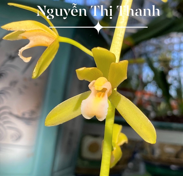 Bắt nguồn từ đam mê, người phụ nữ trở thành bà chủ vườn lan kiếm - 4