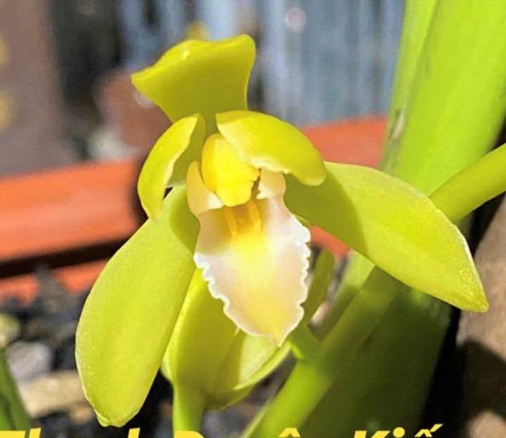 Bắt nguồn từ đam mê, người phụ nữ trở thành bà chủ vườn lan kiếm - 2