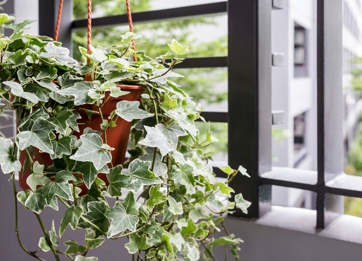 10 cách đơn giản loại bỏ năng lượng xấu khỏi nhà bạn - 5