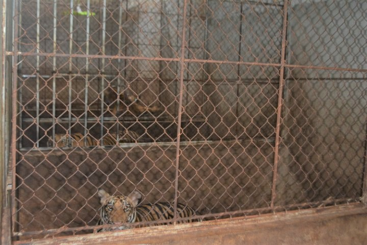 Hai gia đình xây tầng hầm nuôi 17 con hổ: Chính quyền địa phương nói gì? - 1