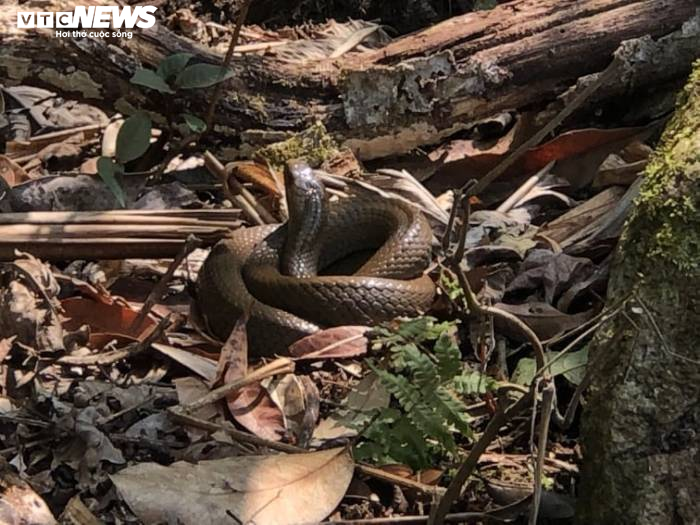 Kỳ bí khu rừng rắn độc và cuộc chạy trốn nọc độc tử thần - 2