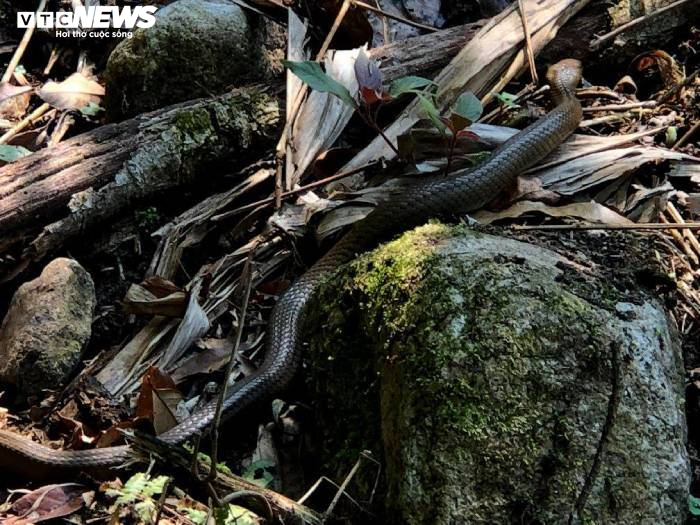 Kỳ bí khu rừng rắn độc và cuộc chạy trốn nọc độc tử thần - 3