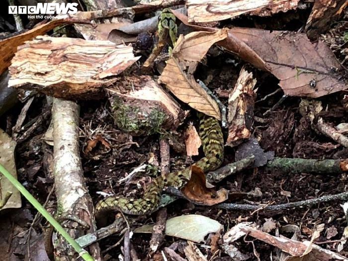 Kỳ bí khu rừng rắn độc và cuộc chạy trốn nọc độc tử thần - 4