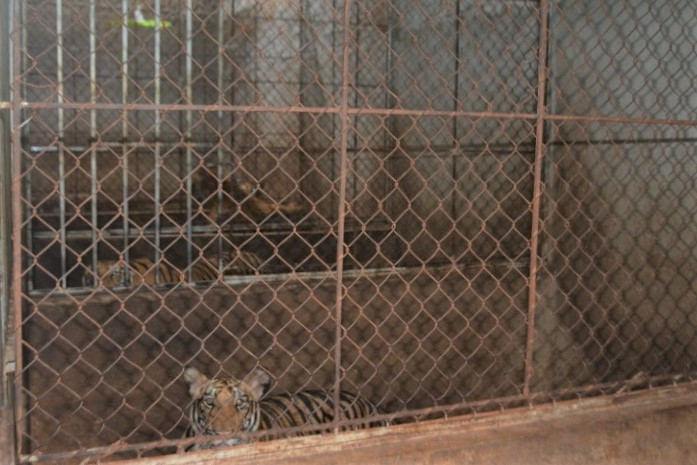 Hai gia đình xây tầng hầm nuôi 17 con hổ, hàng xóm không hề hay biết - 1