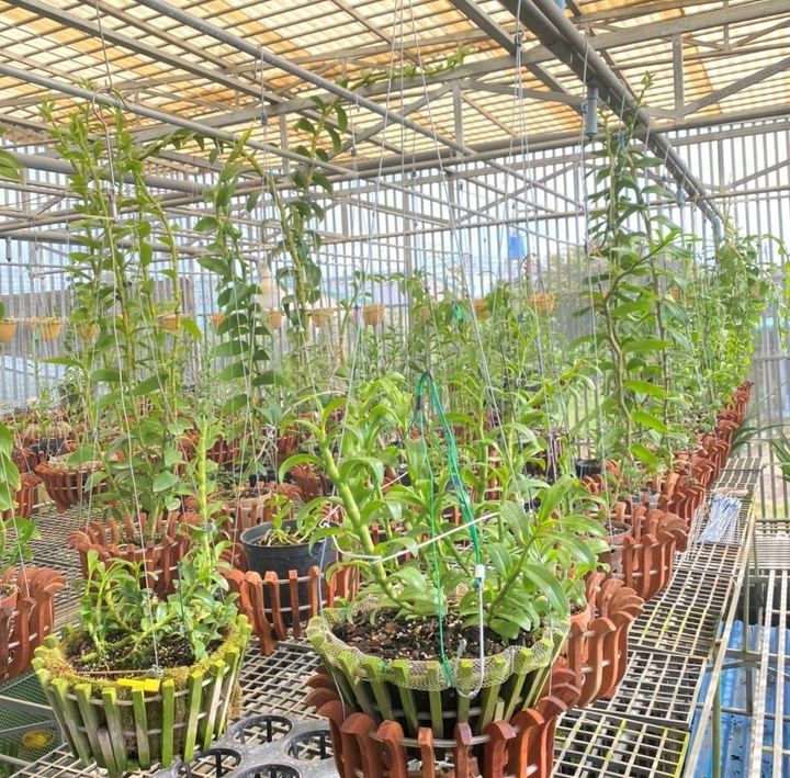 Ông chủ vườn lan Cánh Hoàng và khát vọng phát triển ngành hoa lan - 4