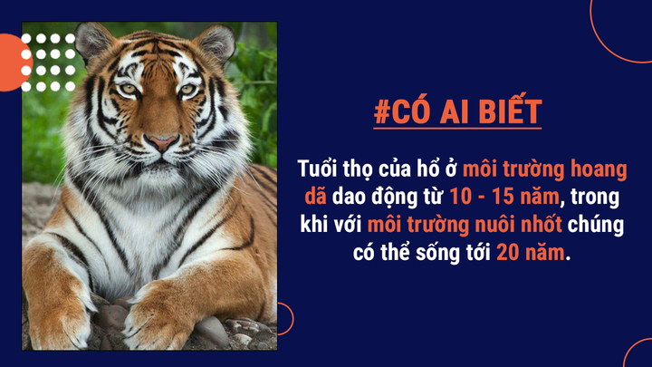 Có ai biết: Mang danh ‘chúa sơn lâm’ nhưng tỷ lệ hổ săn mồi thành công rất thấp - 3