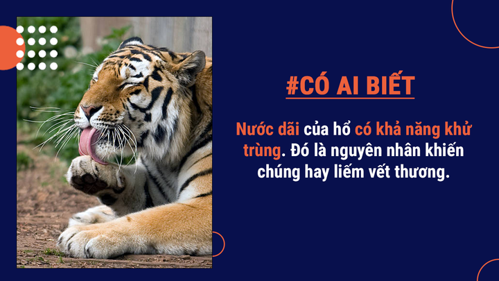 Có ai biết: Mang danh ‘chúa sơn lâm’ nhưng tỷ lệ hổ săn mồi thành công rất thấp - 4