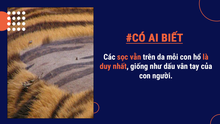 Có ai biết: Mang danh ‘chúa sơn lâm’ nhưng tỷ lệ hổ săn mồi thành công rất thấp - 6