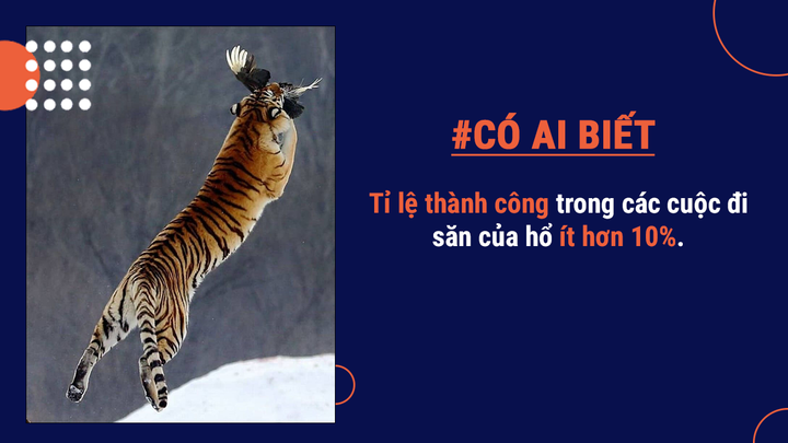 Có ai biết: Mang danh ‘chúa sơn lâm’ nhưng tỷ lệ hổ săn mồi thành công rất thấp - 9