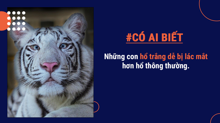 Có ai biết: Mang danh ‘chúa sơn lâm’ nhưng tỷ lệ hổ săn mồi thành công rất thấp - 7