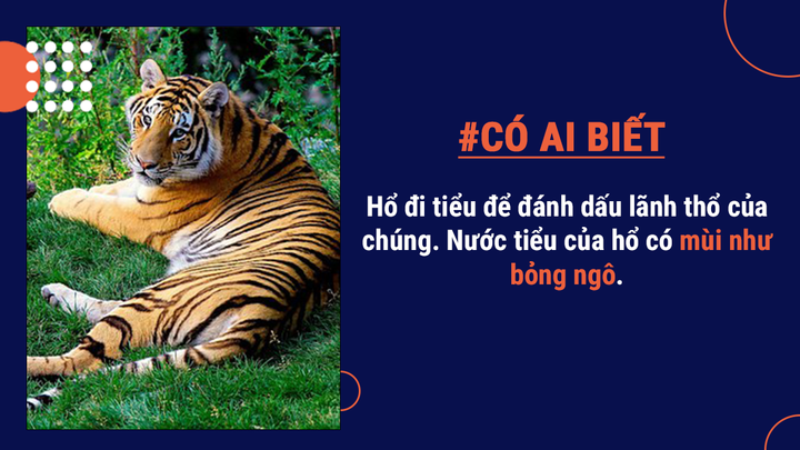 Có ai biết: Mang danh ‘chúa sơn lâm’ nhưng tỷ lệ hổ săn mồi thành công rất thấp - 8