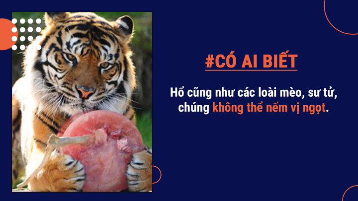 Có ai biết: Mang danh ‘chúa sơn lâm’ nhưng tỷ lệ hổ săn mồi thành công rất thấp - 5