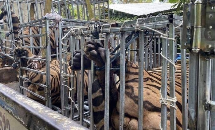 Toàn cảnh quá trình đột kích thu giữ 17 con hổ nuôi nhốt trái phép - 7