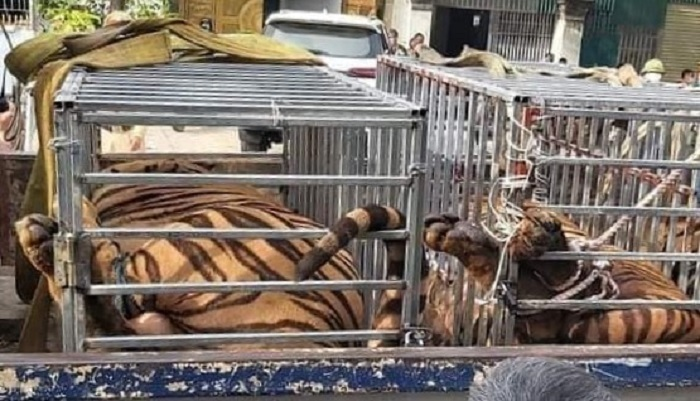 Toàn cảnh quá trình đột kích thu giữ 17 con hổ nuôi nhốt trái phép - 9