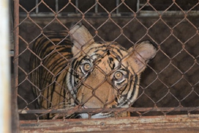 Toàn cảnh quá trình đột kích thu giữ 17 con hổ nuôi nhốt trái phép - 5