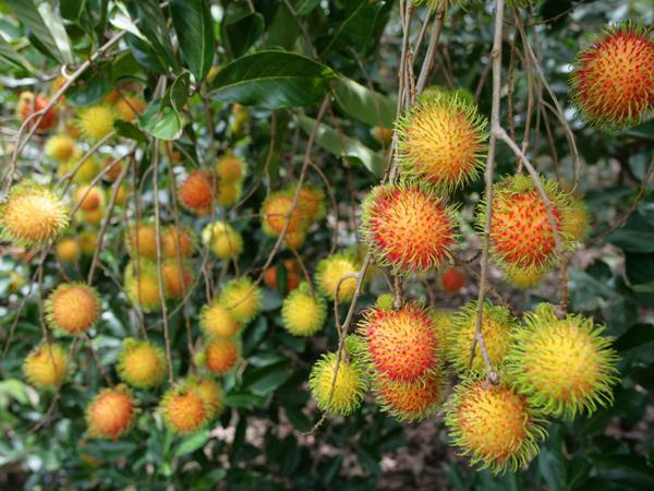 Trái cây miền Tây ùn ứ: 'Giá nào cũng bán, không bán đổ cho cá ăn còn chết hơn' - 2