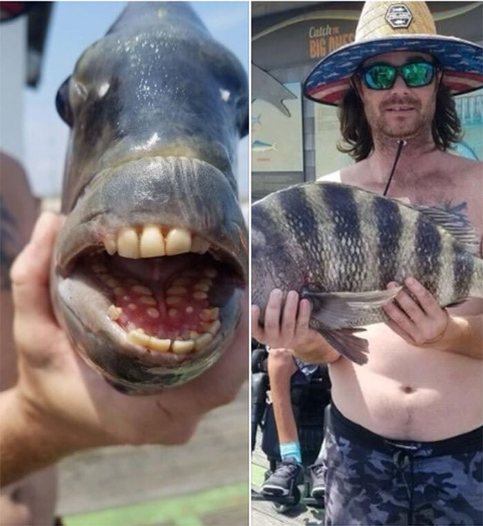 Bắt được con cá có hàm răng kỳ lạ - 1