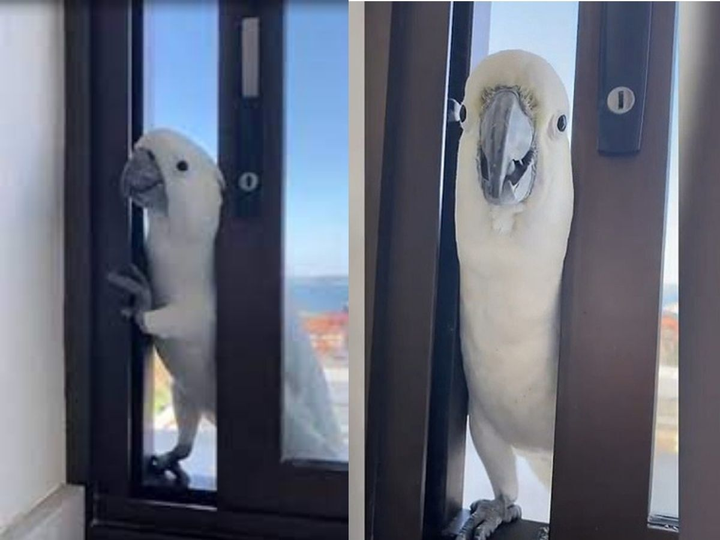 Những màn đột nhập của các 'vị khách bốn chân' khiến chủ nhà thót tim - 6