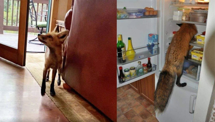 Những màn đột nhập của các 'vị khách bốn chân' khiến chủ nhà thót tim - 1