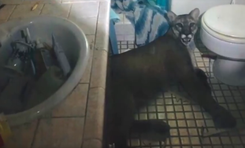 Những màn đột nhập của các 'vị khách bốn chân' khiến chủ nhà thót tim - 10