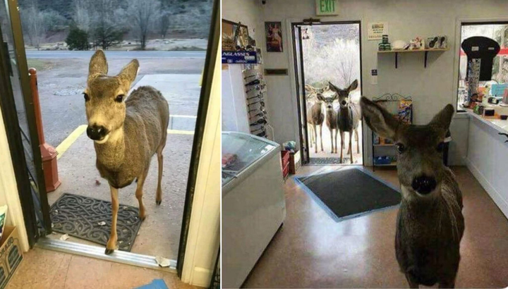 Những màn đột nhập của các 'vị khách bốn chân' khiến chủ nhà thót tim - 2