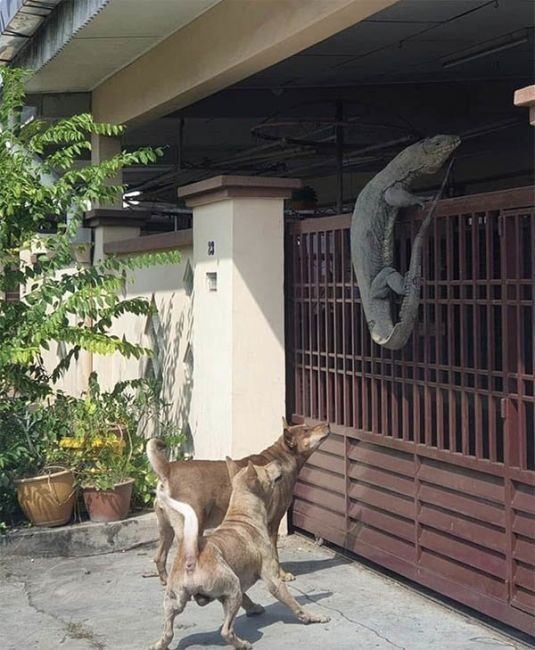 Những màn đột nhập của các 'vị khách bốn chân' khiến chủ nhà thót tim - 3