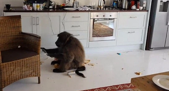 Những màn đột nhập của các 'vị khách bốn chân' khiến chủ nhà thót tim - 8