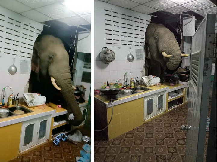 Những màn đột nhập của các 'vị khách bốn chân' khiến chủ nhà thót tim - 11