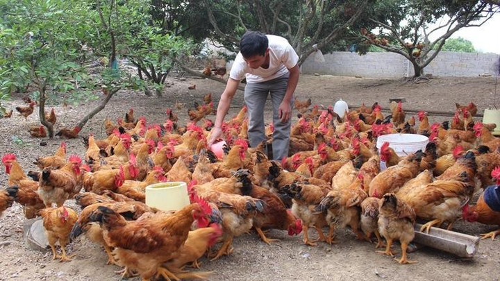 Nguy cơ thiếu gia cầm dịp Tết năm nay? - 1