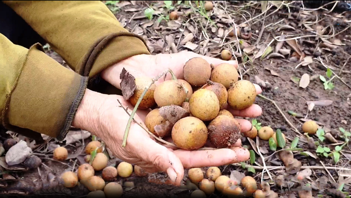 Trái cây miền Tây ùn ứ: 'Giá nào cũng bán, không bán đổ cho cá ăn còn chết hơn' - 1