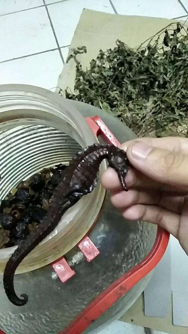 Cô gái tặng bố bình rượu thuốc, uống 7 năm mới phát hiện sự thật đáng sợ ở trong - 2