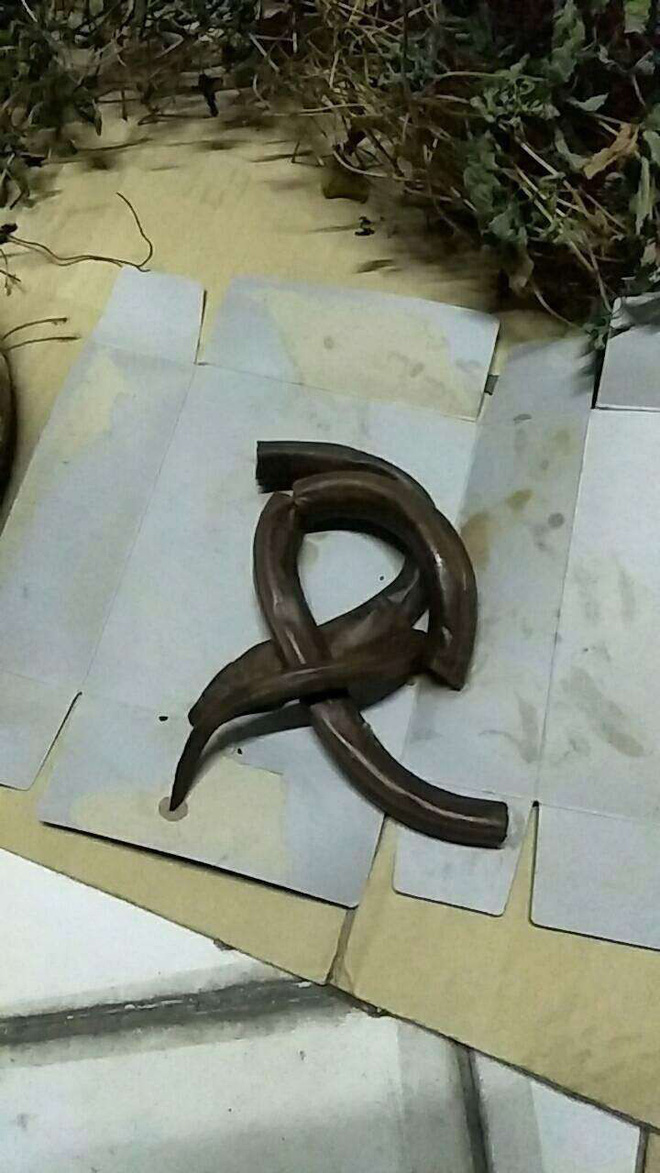 Cô gái tặng bố bình rượu thuốc, uống 7 năm mới phát hiện sự thật đáng sợ ở trong - 4