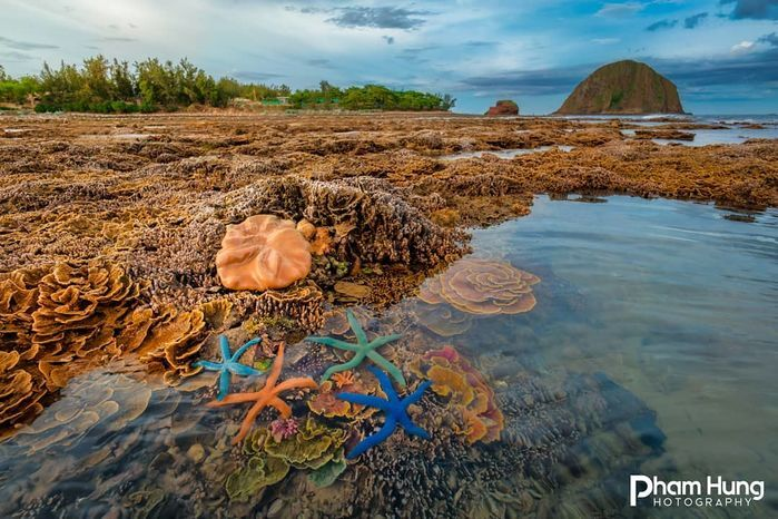 Hòn đảo xinh đẹp ở Phú Yên - nơi thỏa sức ngắm san hô mà không cần lặn biển - 6