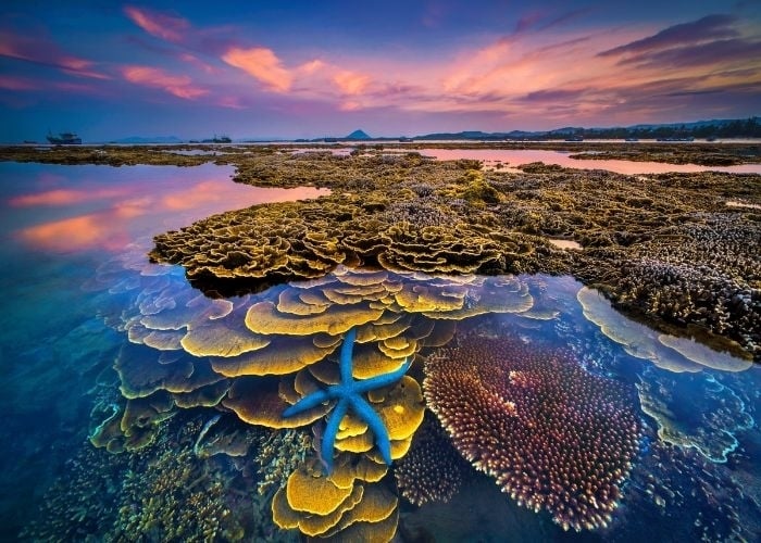 Hòn đảo xinh đẹp ở Phú Yên - nơi thỏa sức ngắm san hô mà không cần lặn biển