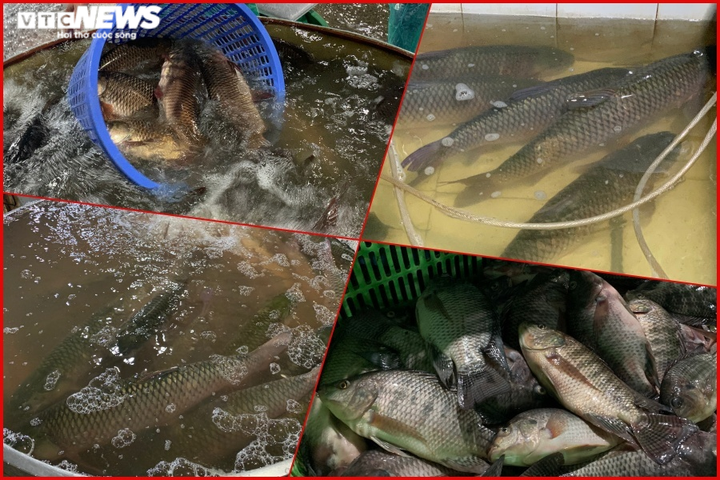 Ảnh: Chợ cá lớn nhất Hà Nội hoang vắng, tiểu thương nghỉ quá nửa vì COVID-19 - 13