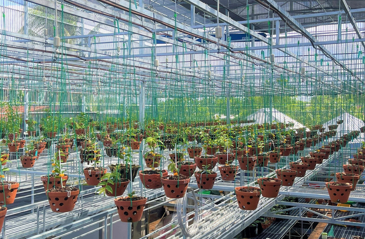 Chặng đường chinh phục loài hoa vương giả của ông chủ vườn lan Bát Giới Orchids - 3