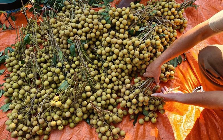 Nhãn đặc sản Sông Mã, Sơn La rớt giá, rẻ hơn rau vẫn ế ẩm - 2