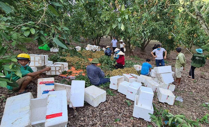 Nhãn đặc sản Sông Mã, Sơn La rớt giá, rẻ hơn rau vẫn ế ẩm - 3