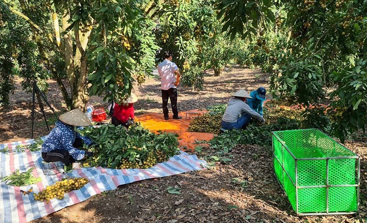 Nhãn đặc sản Sông Mã, Sơn La rớt giá, rẻ hơn rau vẫn ế ẩm - 1