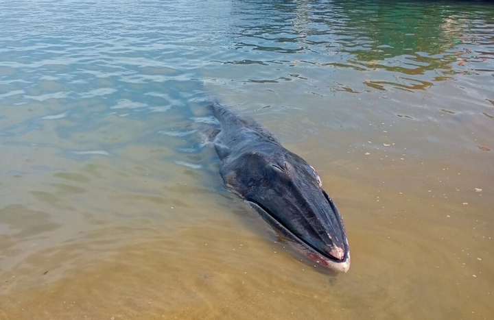 Xác cá voi nặng 800kg, dài 7m trôi dạt vào bờ biển Hà Tĩnh - 1