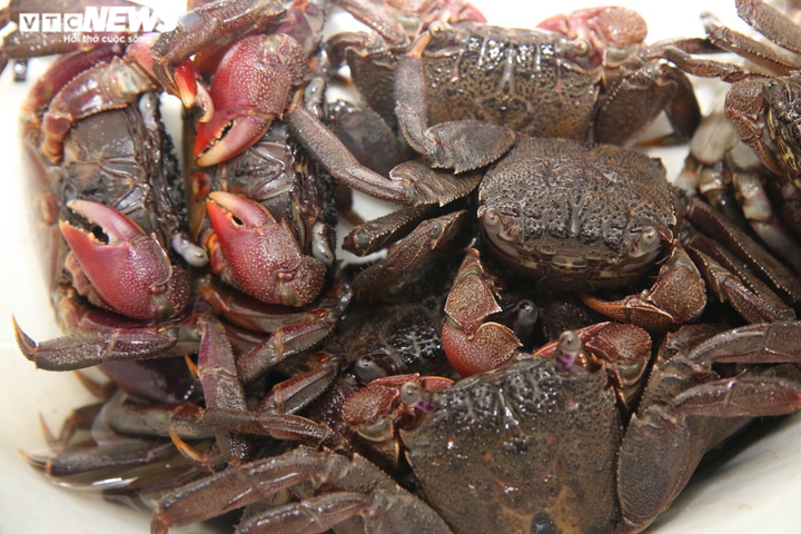Nhớ món ba khía muối Rạch Gốc - đặc sản nơi cuối miền Tổ quốc - 12