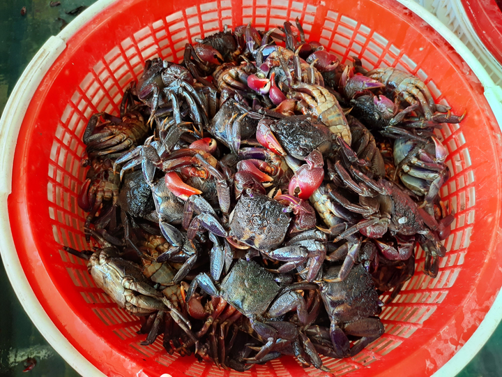 Nhớ món ba khía muối Rạch Gốc - đặc sản nơi cuối miền Tổ quốc - 4