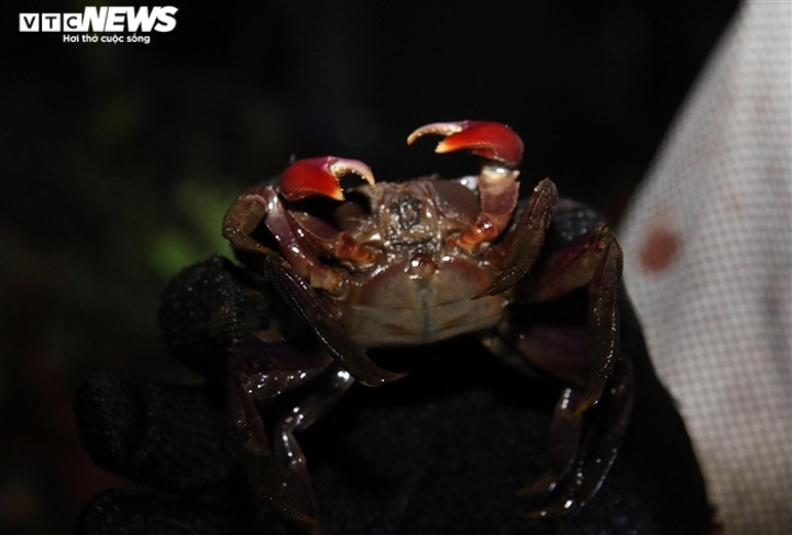 Nhớ món ba khía muối Rạch Gốc - đặc sản nơi cuối miền Tổ quốc - 2