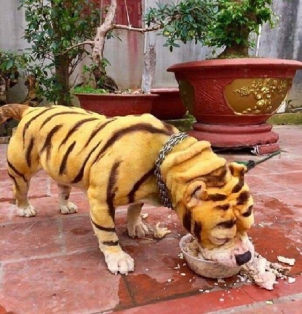 Giật mình với hội 'thú cưng lai hổ' của các 'sen' thích cảm giác mạnh - 6