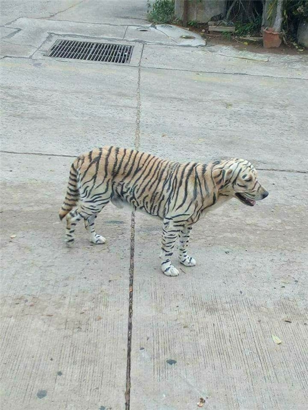 Giật mình với hội 'thú cưng lai hổ' của các 'sen' thích cảm giác mạnh - 8