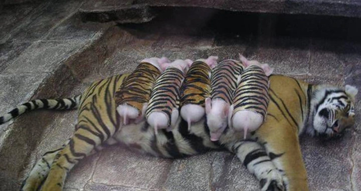 Giật mình với hội 'thú cưng lai hổ' của các 'sen' thích cảm giác mạnh - 10