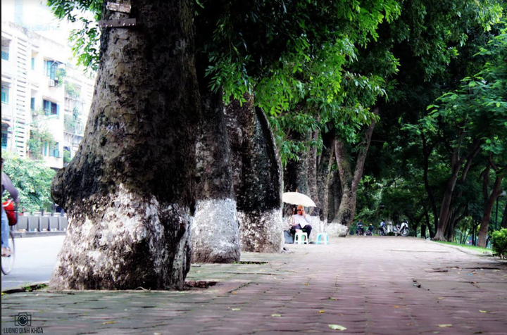 Tiếc nhớ hàng xà cừ cổ thụ trên đường Kim Mã - 2
